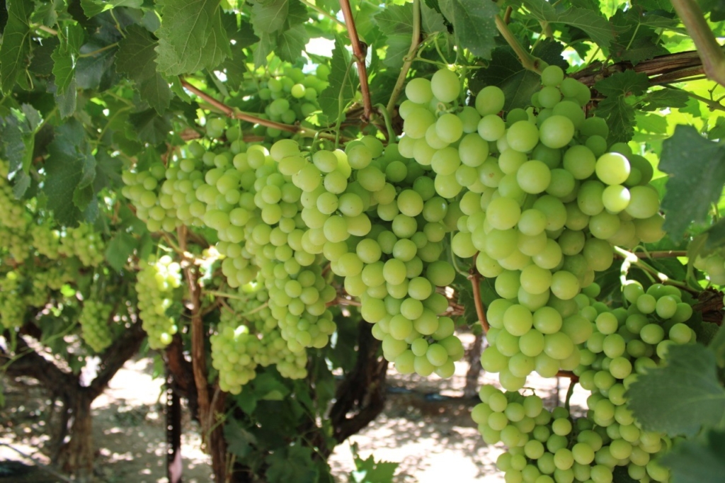 From The Field: Grapes – June 1, 2021 – Sunrays